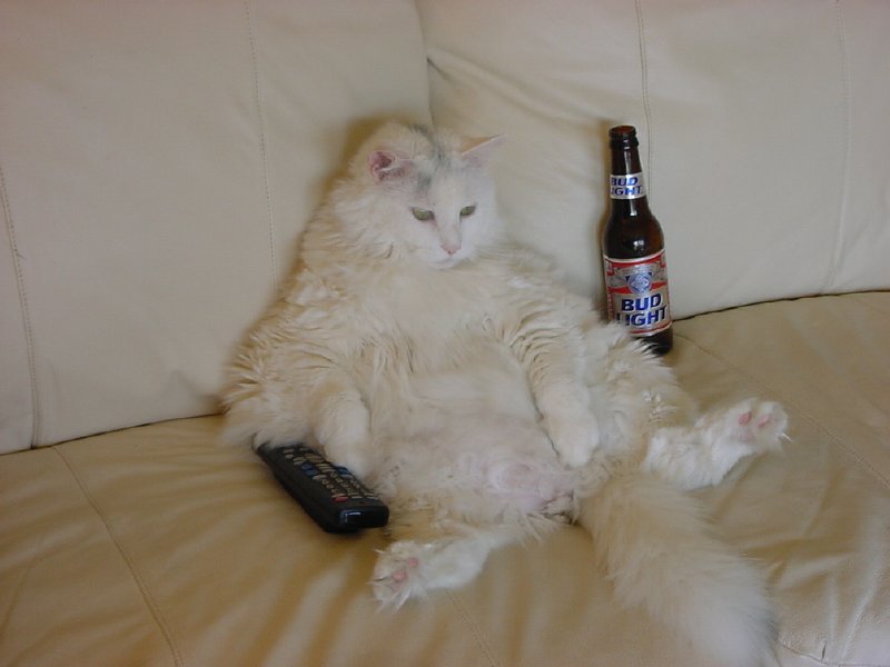 cat.jpg