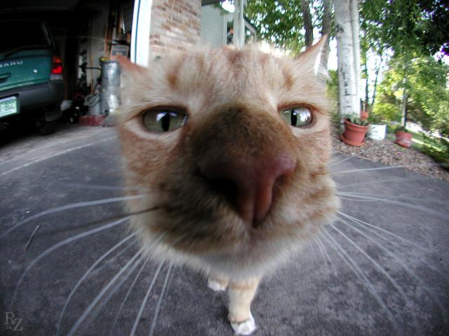 cat_grosplan.jpg