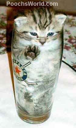 pint-o-kitty.jpg